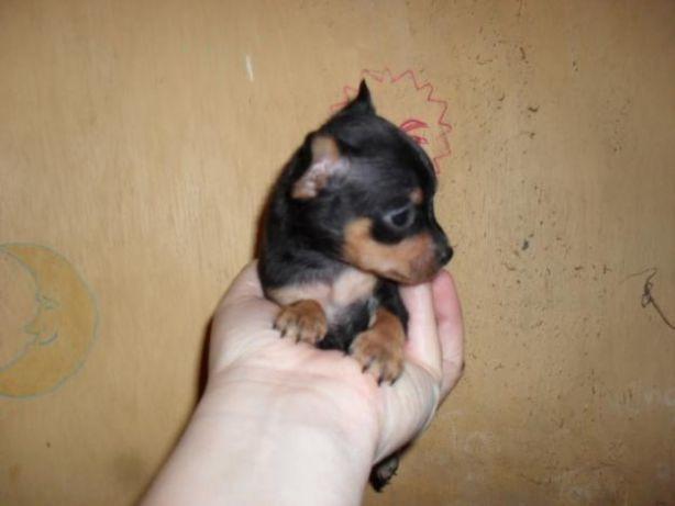 Pinscher tamanho 1 com garantia completa de saúde - Foto 2
