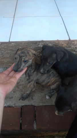 Galgo filhotes - Foto 4