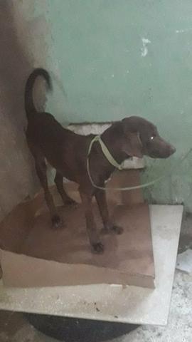Doação de pet (cachorro) - Foto 3