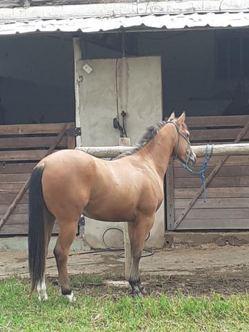 Cavalos - Foto 5