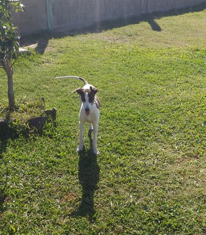 Vendo filhotes da raça galgo - Foto 4