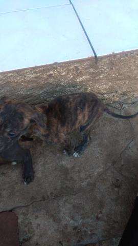 Galgo filhotes - Foto 3