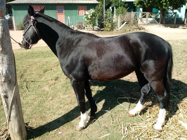 Cavalo picaço manso