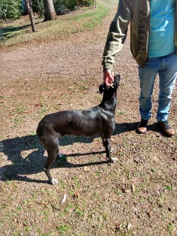 Galgo filhotes - Foto 5
