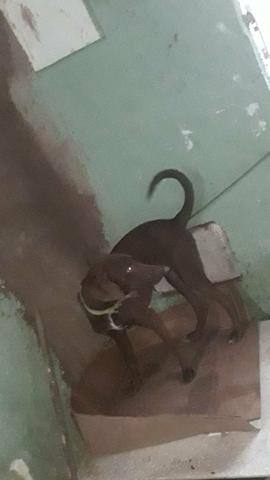 Doação de pet (cachorro) - Foto 5