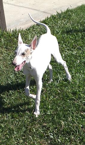 Vendo filhotes da raça galgo - Foto 3