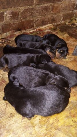 Cachorros