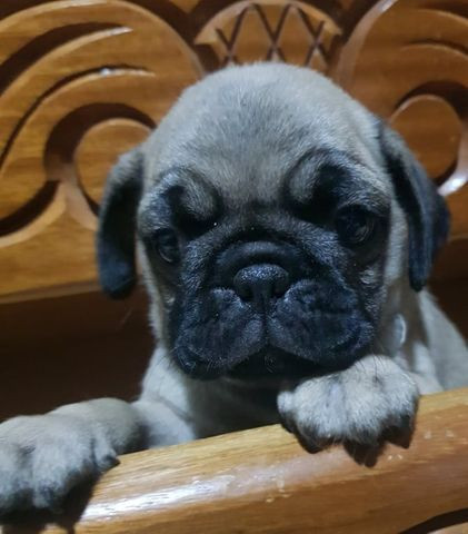 Filhotes de Pug Macho e Femea - Foto 5