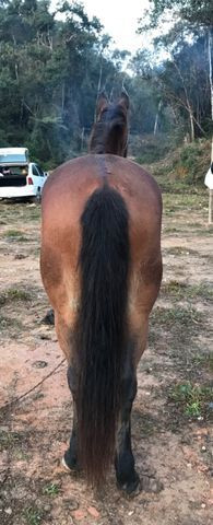 Cavalo top - Foto 2
