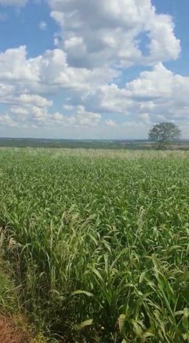 Fazenda de 20 alqueires em Bela vista-Go  - Foto 4