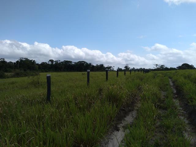 75 hectares a 60 km de Castanhal-Pará, por 650 mil reais - Foto 11