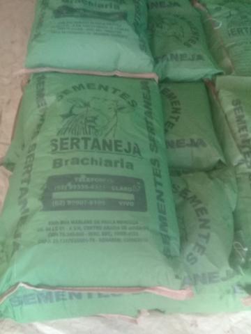 Sementes de pastagem - Foto 2