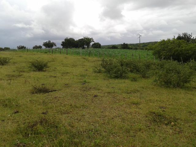 Fazenda com 63 há em brejinho, 10 barreiros, curral - Foto 4