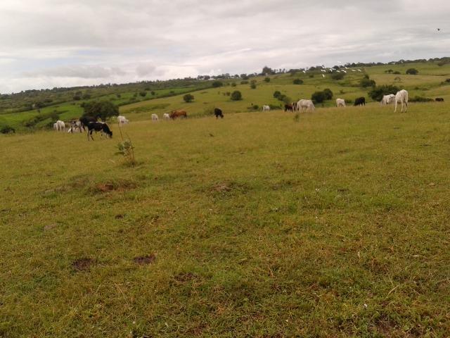 Fazenda com 63 há em brejinho, 10 barreiros, curral - Foto 10