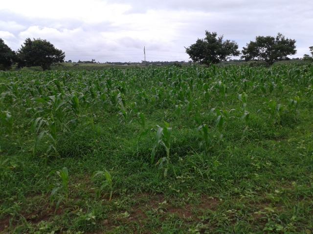 Fazenda com 63 há em brejinho, 10 barreiros, curral - Foto 9