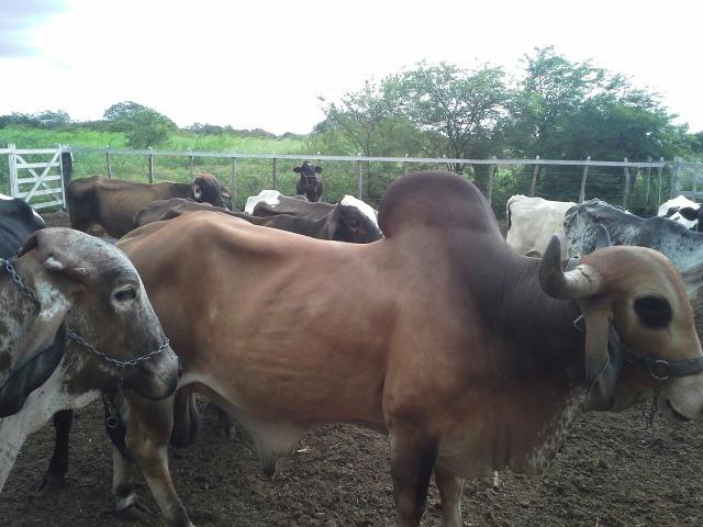 Fazenda com 80 há na br 304, casa, curral,aprisco, rio potengi - Foto 4
