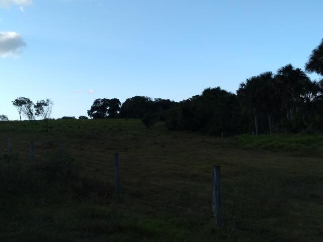 51 alqueires (250 hectares) com 30 alqueires de pasto por 850 mil reais no Pará - Foto 20