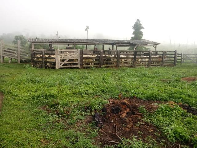 Vendo Fazenda em Novo Prigresso/PA - Foto 15