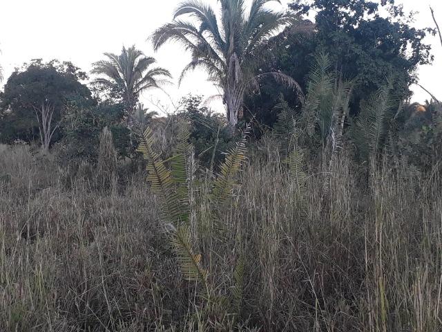 Chácara a 11 km de Acorizal - Foto 5