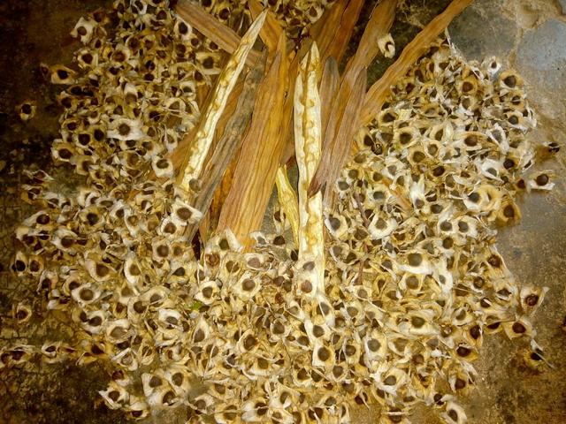 Semente de moringa - Foto 2