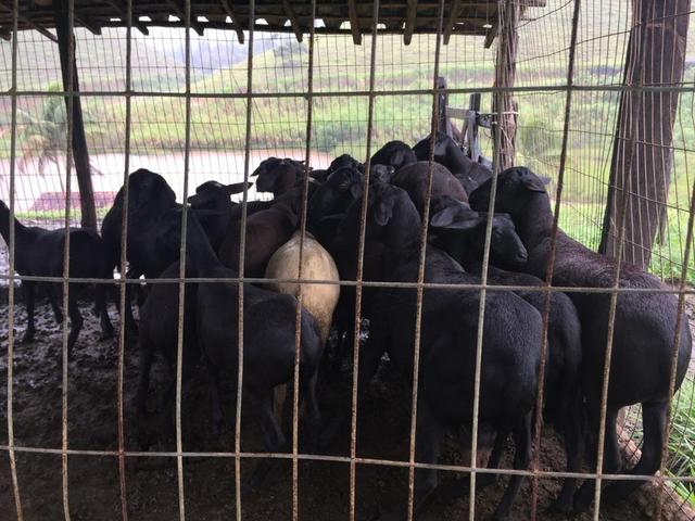 Ovelhas Santa Inês pretas - Foto 4