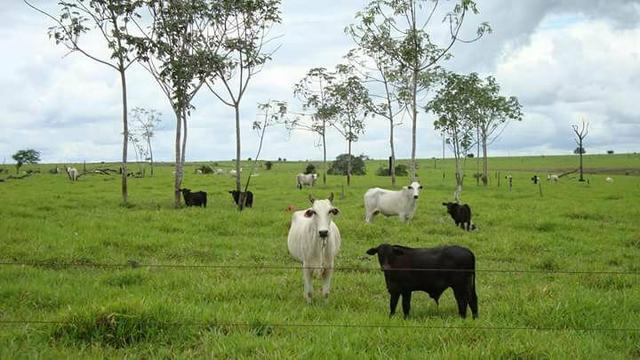 Arrendo Sua Fazenda 100 a 1000 Alq - Foto 9