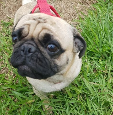 Filhotes de Pug Macho e Femea - Foto 6