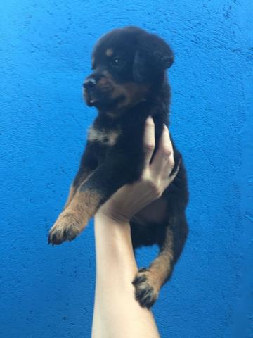 Rottweiler, cabeça de touro, padrão gigante, what's para mais informações 11 996.819.709 - Foto 4