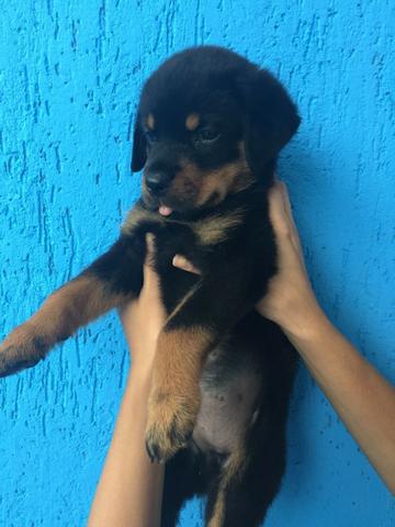 Rottweiler, cabeça de touro, padrão gigante, what's para mais informações 11 996.819.709