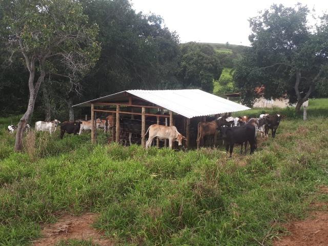 Excelente fazenda em Presidente Olegário/MG- oportunidade - Foto 15