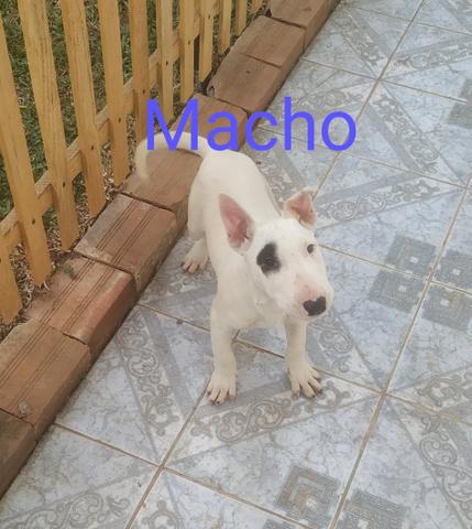Bull Terrier - Foto 4