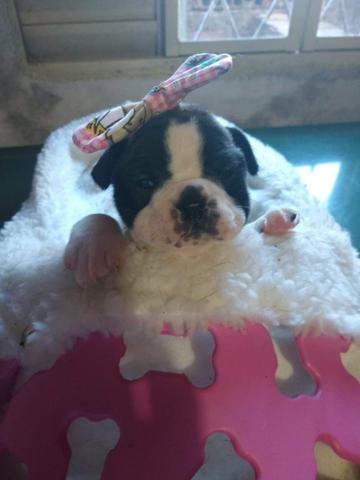 Buldogue francês, vacinados 45 dias pedigree - Foto 4