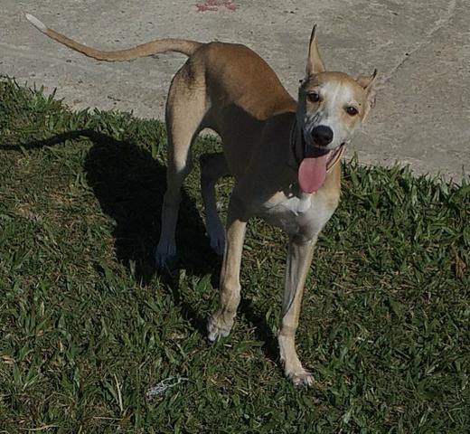 Vendo filhotes da raça galgo - Foto 5