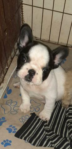 Buldogue francês - Foto 2