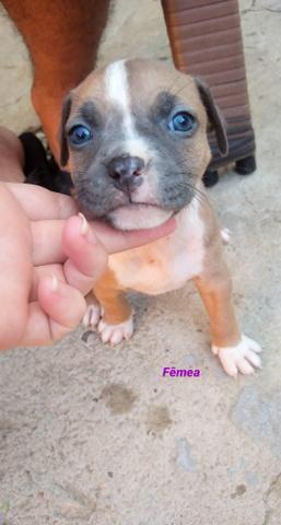 Filhotes Pit Bull Blue Nose - Foto 5