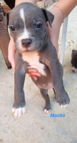 Filhotes Pit Bull Blue Nose - Foto 4