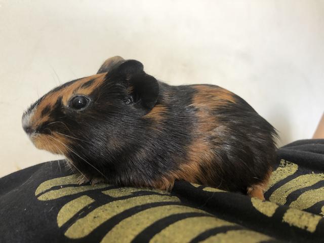 Porquinho da Índia - Foto 2