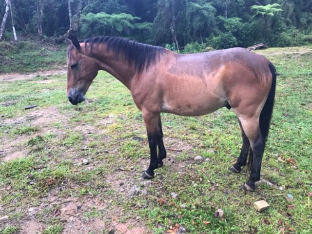 Cavalo top - Foto 5