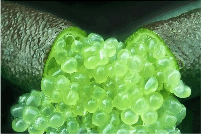 Mudas de limão caviar 80 cm - Foto 5