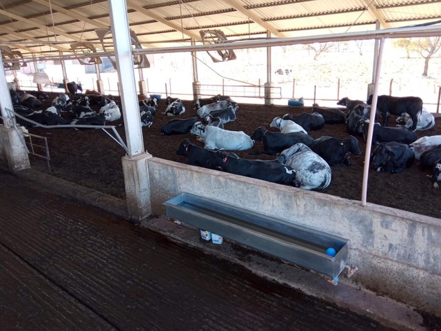 Fazenda 388 Alqueires, Vários Galpões (1 para 450 Vacas), 8 Reservatórios de Água, Garador - Foto 7