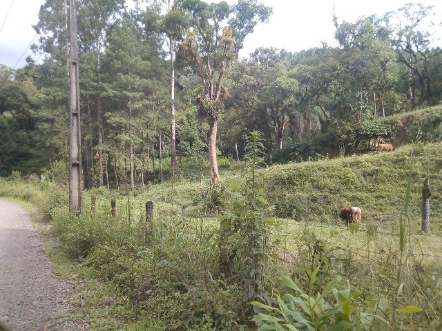 Sitio Santa Helena 10 hectares- rio natal-São Bento do Sul/ Vendo - Terrenos, sítios e fazendas - Centro, São Bento do Sul 1106628498 | OLX Sitio Santa Helena 10 hectares- rio natal-São Bento do Sul/ Vendo - Terrenos, sítios e fazendas - Centro, São Bento do Sul 1106628498 | OLX