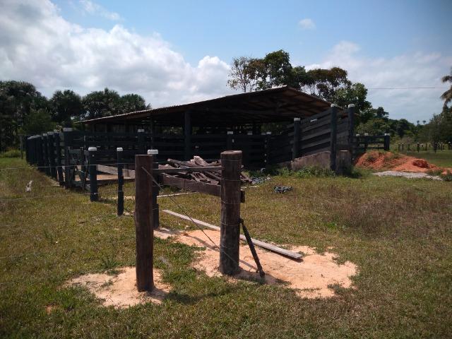 75 hectares a 60 km de Castanhal-Pará, por 650 mil reais - Foto 15