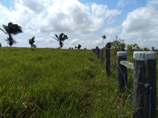 75 hectares a 60 km de Castanhal-Pará, por 650 mil reais - Foto 6