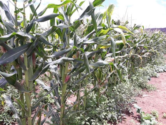 Ibimirim=Vend.5.500 mil por Hect=Fazenda mil Hect. Pronta pra Criar e Plantar=Água,Energia - Foto 18