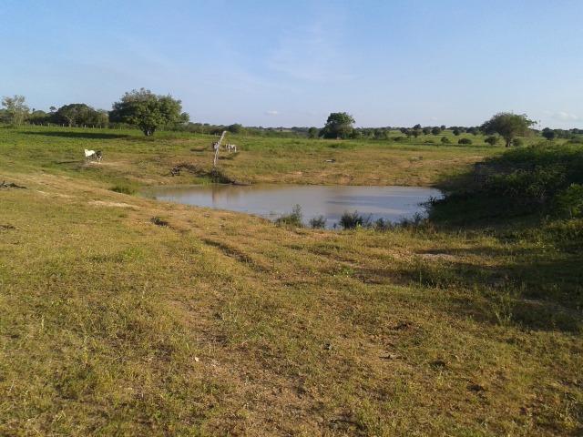 Fazenda com 290 há, casa, curral, 4 barreiros, muito pasto - Foto 12