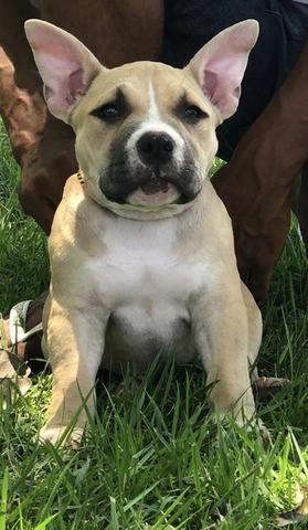 Filhotes American Bully Pocket