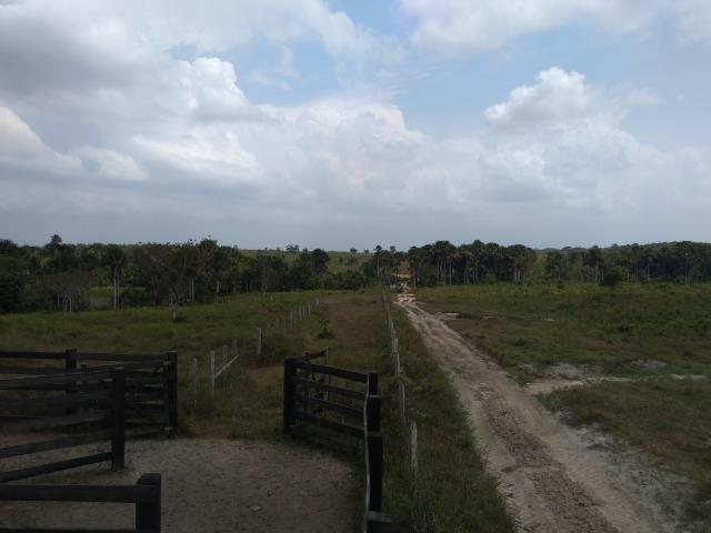 51 alqueires (250 hectares) com 30 alqueires de pasto por 850 mil reais no Pará - Foto 15