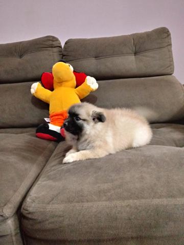 Promoção filhotes machos Spitz alemão anão com pedigree - Foto 5