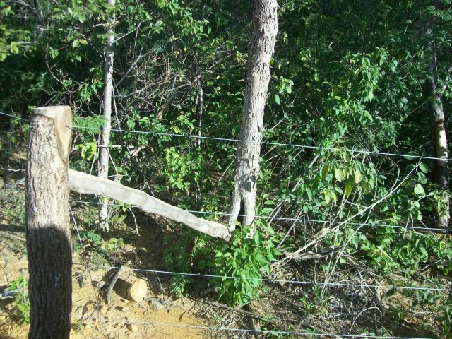 Fazenda com 6.000Ha à margem do Rio Preto! Em Mansidão BA. A 60km de Santa R. de Cassia - Foto 6