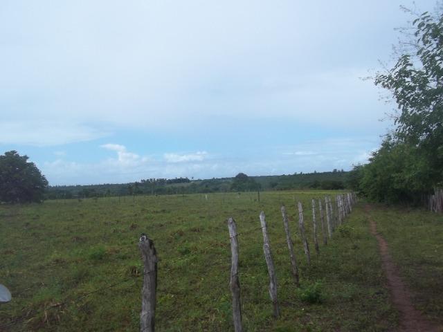 Fazenda com 110 há a 20 km de macaíba, 4 casas, 3 poços, riacho, barreiro - Foto 12